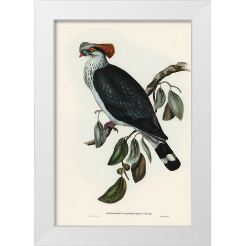 Top-Knot Pigeon-Lopholaimus Antarcticus White Modern Wood Framed Art Print by Gould, John