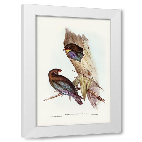 Australian Roller-Eurystomus Australis White Modern Wood Framed Art Print by Gould, John