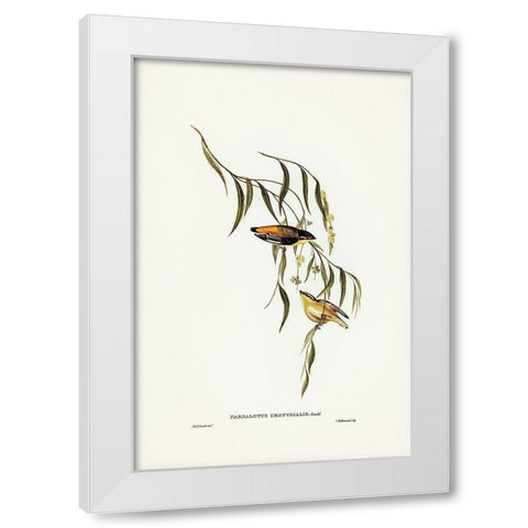 Yellow-rumped Pardalote-Pardalotus uropygialis White Modern Wood Framed Art Print by Gould, John