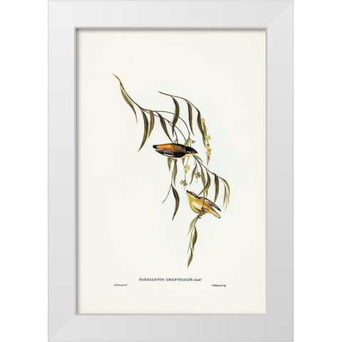 Yellow-rumped Pardalote-Pardalotus uropygialis White Modern Wood Framed Art Print by Gould, John