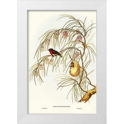 Swallow Dicaeum-Dicaeum hirundinaceum White Modern Wood Framed Art Print by Gould, John