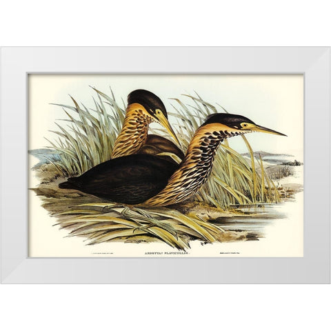 Yellow-necked Bittern-Ardetta flavicollis White Modern Wood Framed Art Print by Gould, John