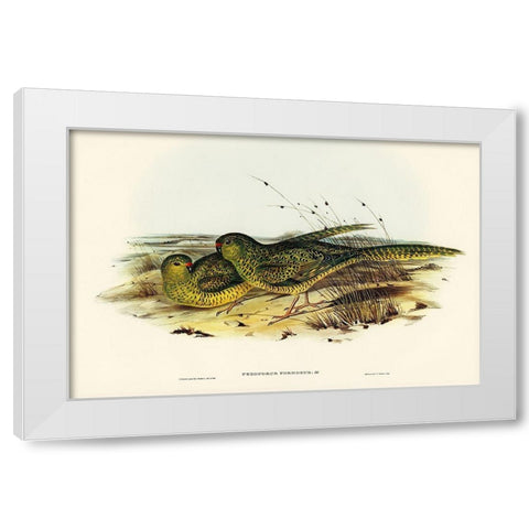 Ground Parakeet-Pezoporus formosus White Modern Wood Framed Art Print by Gould, John
