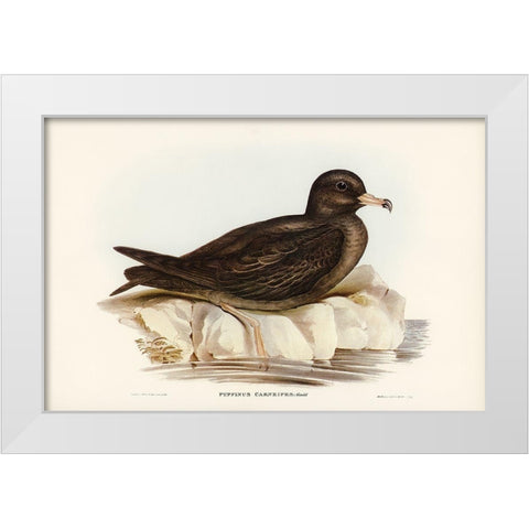 Fleshy-footed Petrel-Puffinus carneipes White Modern Wood Framed Art Print by Gould, John