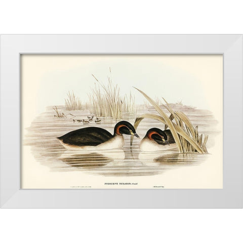 Black-throated Grabe-Podiceps gularis White Modern Wood Framed Art Print by Gould, John