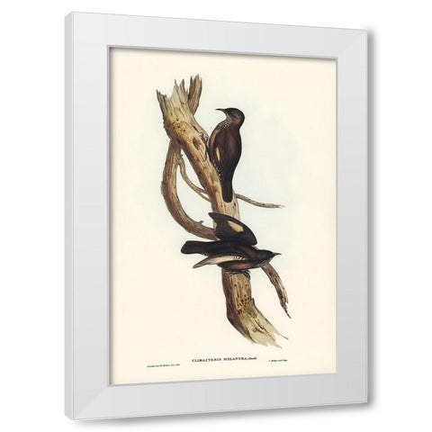 Black-tailed Tree-Creeper-Climacteris melanura White Modern Wood Framed Art Print by Gould, John