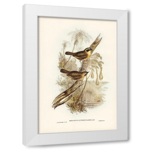 Yellow-throated Sericornis-Sericornis citreogularis White Modern Wood Framed Art Print by Gould, John
