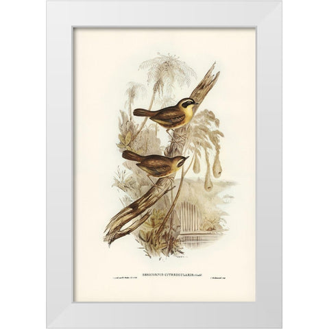 Yellow-throated Sericornis-Sericornis citreogularis White Modern Wood Framed Art Print by Gould, John