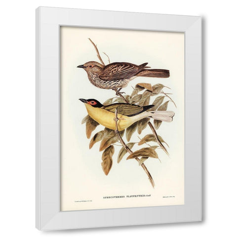 Yellow-bellied Sphecotheres-Sphecotheres flaviventris White Modern Wood Framed Art Print by Gould, John