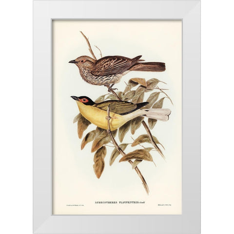 Yellow-bellied Sphecotheres-Sphecotheres flaviventris White Modern Wood Framed Art Print by Gould, John