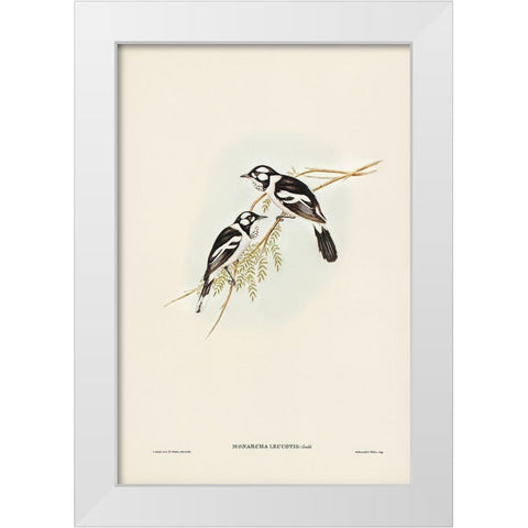 White-eared Flycatcher-Monarcha leucotis White Modern Wood Framed Art Print by Gould, John