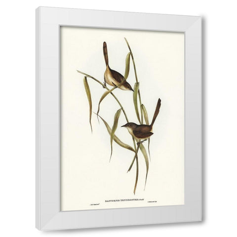 Long-billed Bristle Bird-Dasyornis longirostris White Modern Wood Framed Art Print by Gould, John