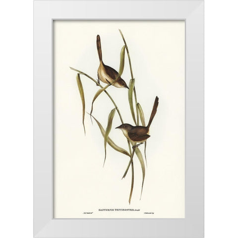 Long-billed Bristle Bird-Dasyornis longirostris White Modern Wood Framed Art Print by Gould, John