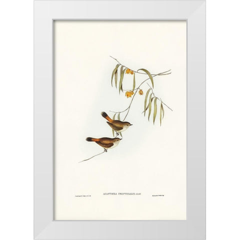 Chestnut-rumped Acanthiza-Acanthiza uropygialis White Modern Wood Framed Art Print by Gould, John
