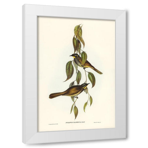 Yellow-throated Honey-eater-Ptilotis flavigula White Modern Wood Framed Art Print by Gould, John