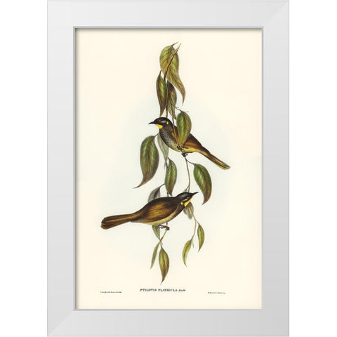 Yellow-throated Honey-eater-Ptilotis flavigula White Modern Wood Framed Art Print by Gould, John
