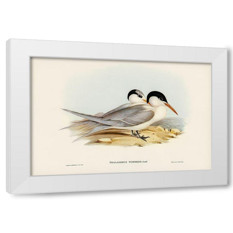 Torres Tern-Thalasseus Torresii White Modern Wood Framed Art Print by Gould, John
