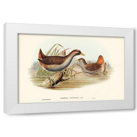 Rufous-vented Gallinule-Gallinula ruficrissa White Modern Wood Framed Art Print by Gould, John