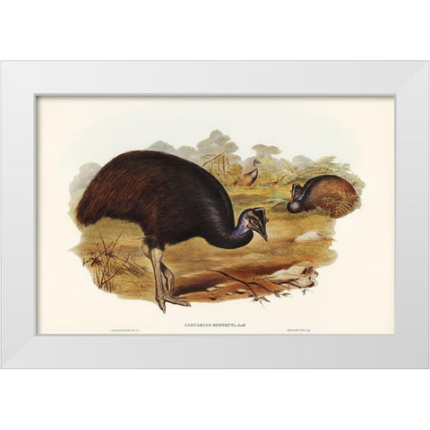 Bennetts Cassowary-Casuarius Bennetti White Modern Wood Framed Art Print by Gould, John