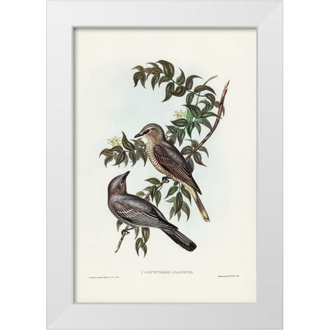Jardine’s cuckooshrike-Campephaga Jardinii White Modern Wood Framed Art Print by Gould, John