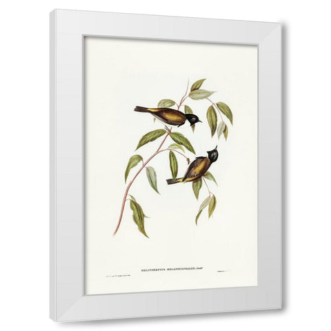 Black-headed Honey-eater-Melthreptus melanocephalus White Modern Wood Framed Art Print by Gould, John