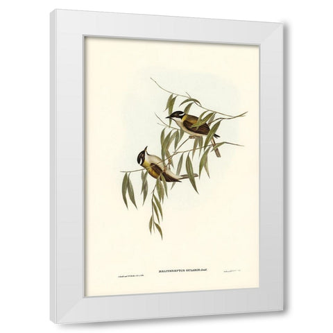 Black-throated Honey-eater-Melithreptus gularis White Modern Wood Framed Art Print by Gould, John