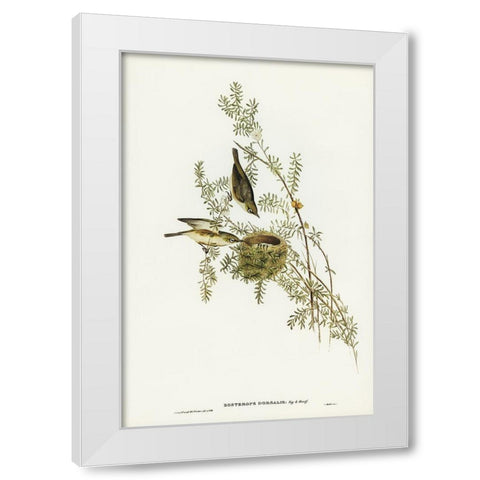 Gray-backed Zosterops-Zosterops dorsalis White Modern Wood Framed Art Print by Gould, John
