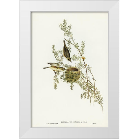 Gray-backed Zosterops-Zosterops dorsalis White Modern Wood Framed Art Print by Gould, John