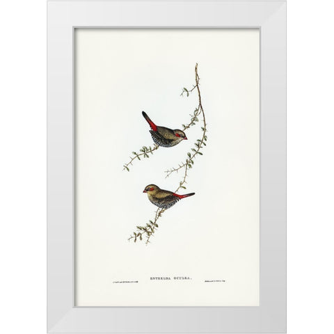 Red-eared Finch-Estrelda oculea White Modern Wood Framed Art Print by Gould, John