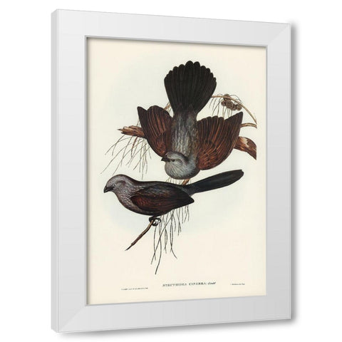 Grey Struthidea-Struthidea cinerea White Modern Wood Framed Art Print by Gould, John