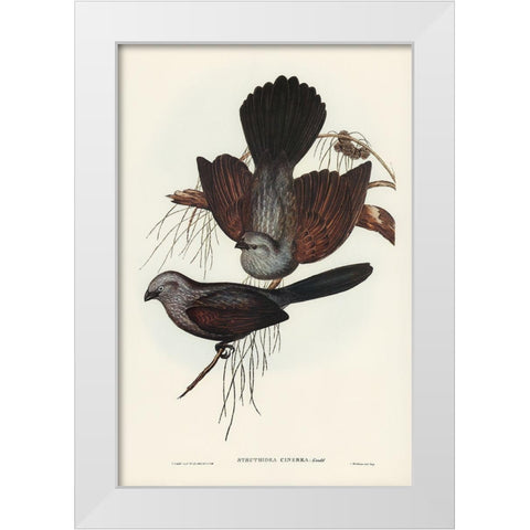Grey Struthidea-Struthidea cinerea White Modern Wood Framed Art Print by Gould, John