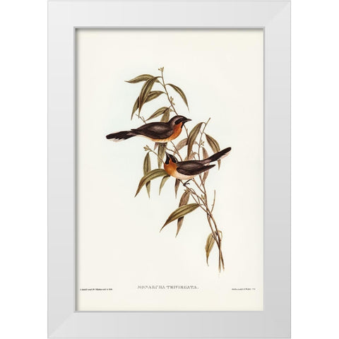Black-fronted Flycatcher-Monarcha trivirgata White Modern Wood Framed Art Print by Gould, John