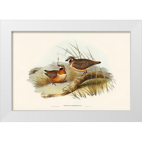 Plumed Partridge Bronze-wing-Geophaps plumifera White Modern Wood Framed Art Print by Gould, John