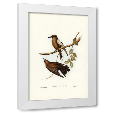 Grey-breasted Wood Swallow-Artamus cinereous White Modern Wood Framed Art Print by Gould, John