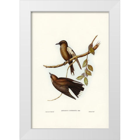 Grey-breasted Wood Swallow-Artamus cinereous White Modern Wood Framed Art Print by Gould, John