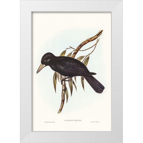 Quoy’s Crow-Shrike-Cracticus Quoyii White Modern Wood Framed Art Print by Gould, John