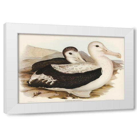 Wandering Albatros-Diomedea exulans White Modern Wood Framed Art Print by Gould, John