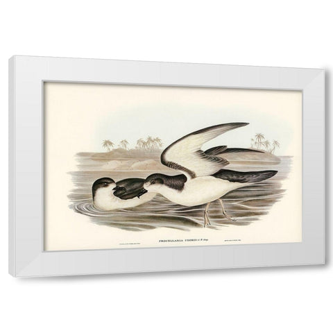 Cooks Petrel-Procellaria Cookii White Modern Wood Framed Art Print by Gould, John