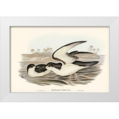 Cooks Petrel-Procellaria Cookii White Modern Wood Framed Art Print by Gould, John