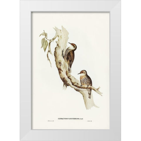 Red-eyebrowed Tree-Creeper-Climacteris crythrops White Modern Wood Framed Art Print by Gould, John