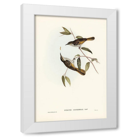 Cockerells Honey-eater-Ptilotis Cockerelli White Modern Wood Framed Art Print by Gould, John