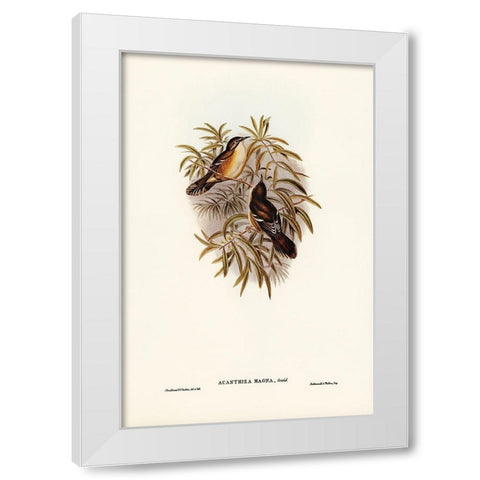 Great Acanthiza-Acanthiza magna White Modern Wood Framed Art Print by Gould, John