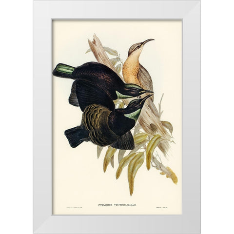 Victoria Rifle-bird-Ptiloris Victoriae White Modern Wood Framed Art Print by Gould, John