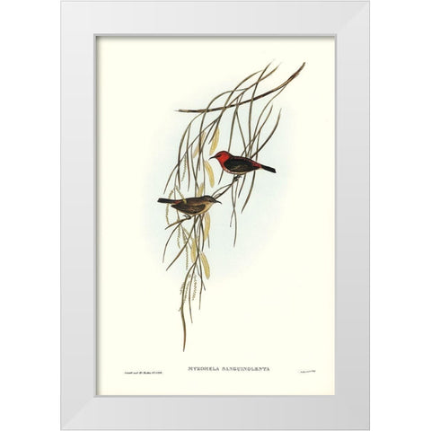 Sanguineous Honey-eater-Myzomela sanguincolenta White Modern Wood Framed Art Print by Gould, John