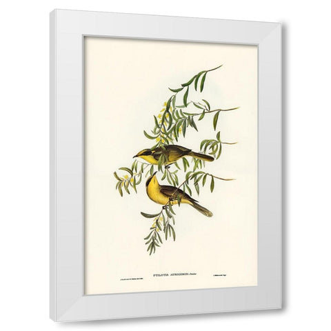 Yellow-tufted Honey-eater-Ptilotis auricomis White Modern Wood Framed Art Print by Gould, John