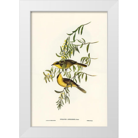 Yellow-tufted Honey-eater-Ptilotis auricomis White Modern Wood Framed Art Print by Gould, John