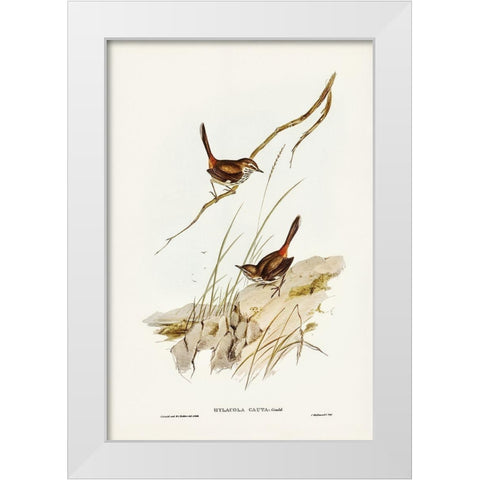 Cautious Wren-Hylacola cauta White Modern Wood Framed Art Print by Gould, John