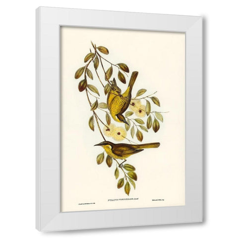Varied Honey-eater-Ptilotis versicolor White Modern Wood Framed Art Print by Gould, John