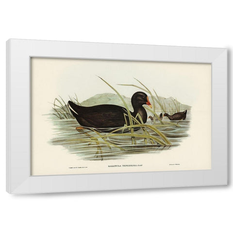 Dusky Moorhen-Gallinula tenebrosa White Modern Wood Framed Art Print by Gould, John