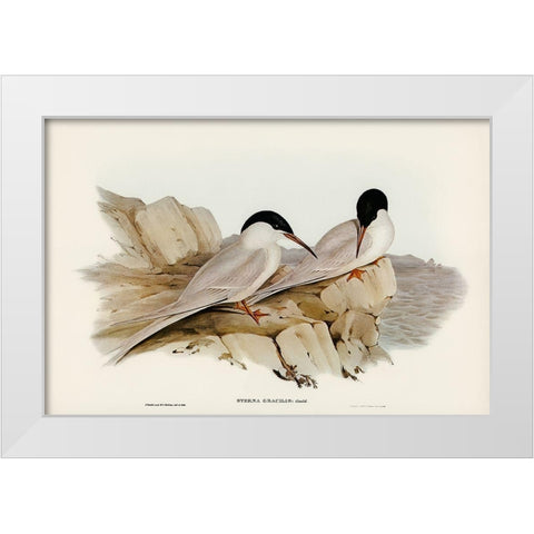 Graceful Tern-Sterna gracilis White Modern Wood Framed Art Print by Gould, John